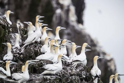 Gannets perching on rock formation