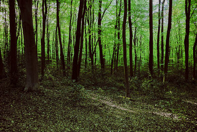 Trees in forest