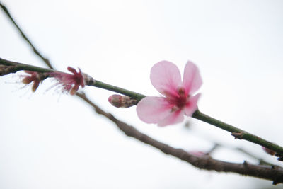 Close-up of pink cherry blossom tree