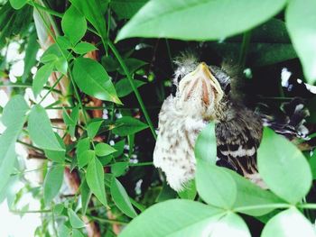 Close-up of insect on plant