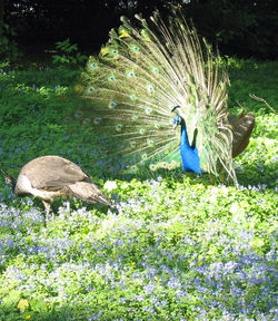 Peacock on field