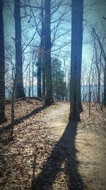 Bare trees in forest