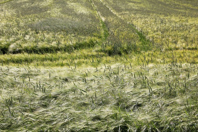 Scenic view of wheat field