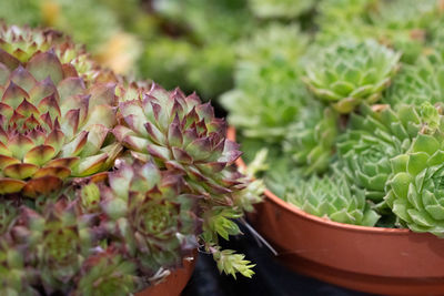 Close-up of plant