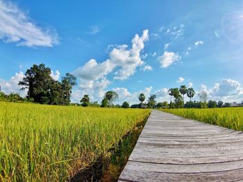 Scenic view of agricultural field against sky