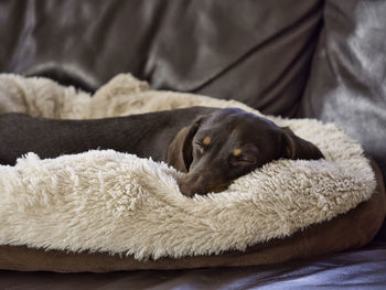 Close-up of dog sleeping