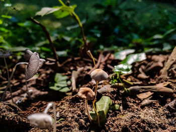 Close-up of mushrooms growing on field