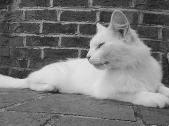 Close-up of cat relaxing outdoors