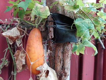 Close-up of potted plant in yard