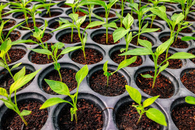 Close-up of plants growing in field