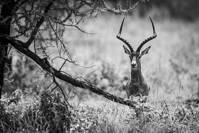 Male impala facing camera hides behind tree