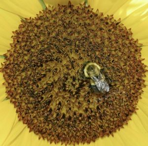 Extreme close up of honey bee on flower