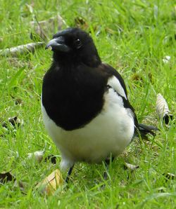 Close-up of bird on grassy field