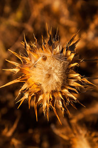 Close-up of wilted flower on field