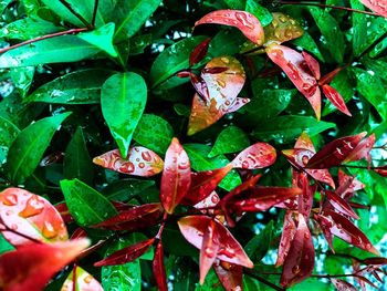 High angle view of wet plant leaves during rainy season