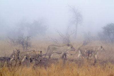 View of sheep on field