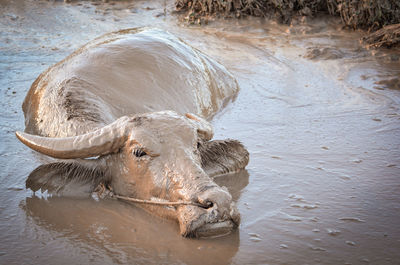 View of a turtle in a water