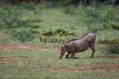 Side view of an animal on field