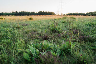 Surface level of land against clear sky