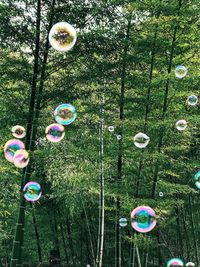 Various flowers on grass