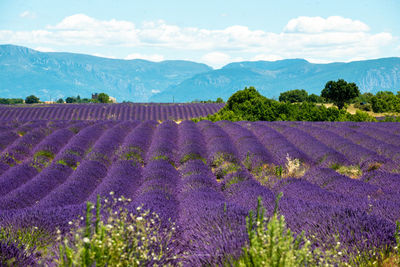 Scenic view of field against cloudy sky