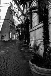 Potted plants on street by building