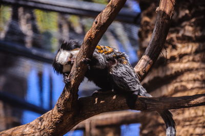 Low angle view of monkey on tree