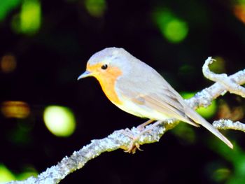 Close-up of bird perching outdoors