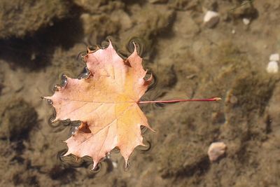 Close-up of dry leaf on water