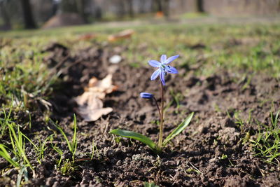 Close-up of small purple flower on field
