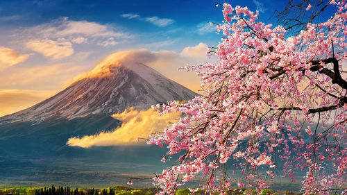 Pink cherry blossom tree against sky