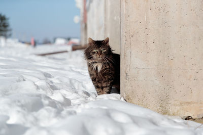 Portrait of cat sitting on wall