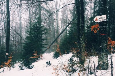 Trees in forest during winter