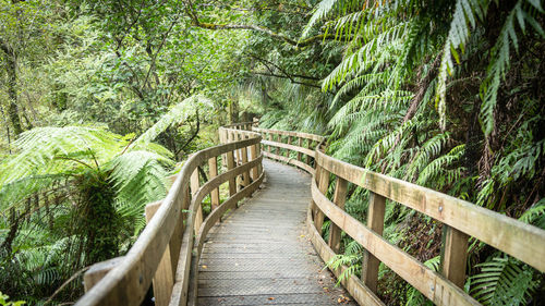 Curving wooden pathway leading through dense jungle forest shot in new zealand