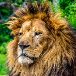 Close-up portrait of an animal