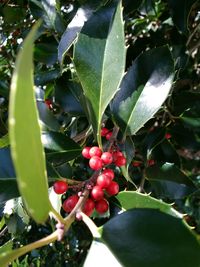 Close-up of red berries growing on tree