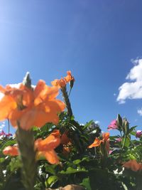Low angle view of orange flowering plants against blue sky