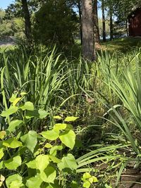 Plants growing on field in forest