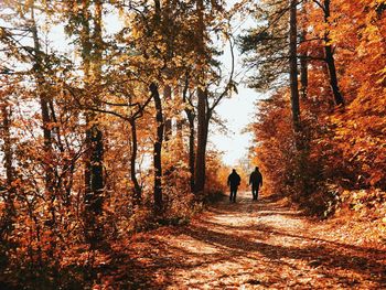 Rear view of people walking on dirt road in forest