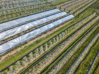 Full frame shot of plants growing on field