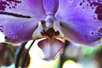 Close-up of purple flower