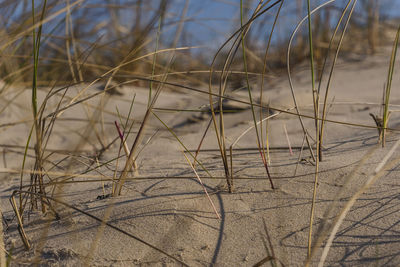 Close-up of grass on beach against sky