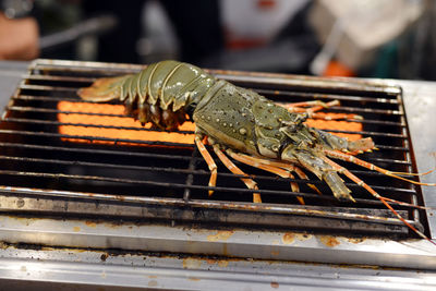 Close-up of grasshopper on barbecue grill