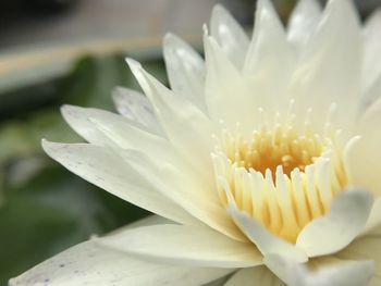 Close-up of white water lily