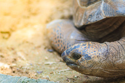 Close-up of turtle in sea