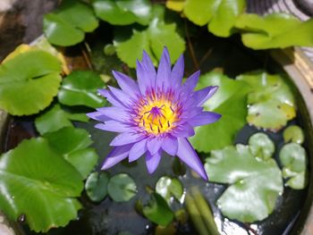 High angle view of purple water lily in pond