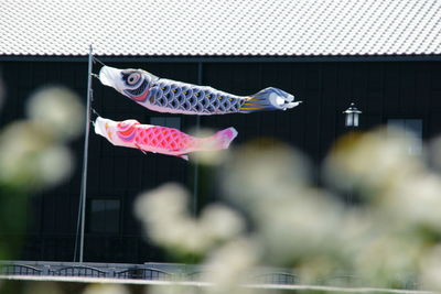 Carp flags in front of house