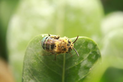 Close-up of insect on leaf