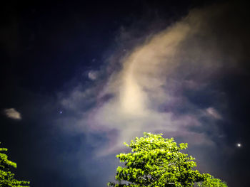 Low angle view of tree against sky at night