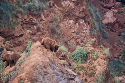 Two cubs playing on top of a rock. animal world
